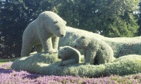 Polar Bears Made of Flowers