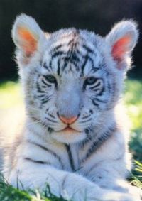 White Tiger Cubs