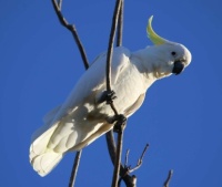 Cockatoo from South Australia
