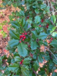 Holly (ilex opaca)