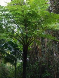 Giant fern tree