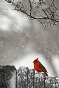 Lonely cardinal