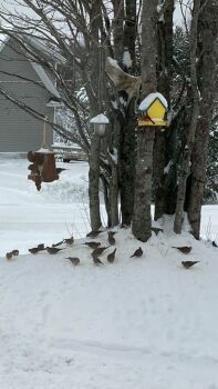 Feeding birds before the storm …