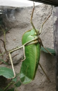 REALLY BIG grasshopper 😁