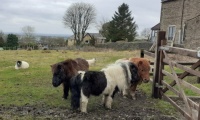 Shetland ponies on a winter's day walk