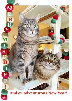 Merry Mischief Everyone! Best Wishes for the New Year!! 😊😺