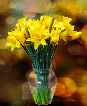 Daffodils - especially for Wendy (Mar17P29px)