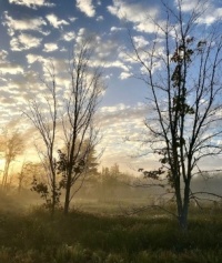 Misty sky and quiet trees