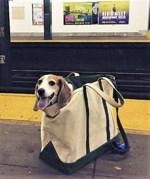 NYC Subway Banned Dogs Unless They Fit In a Bag, Dog Owners Did Not Disappoint - 3 of 4