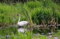 Trumpeter Swan in Minnesota