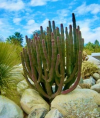 Palm Springs Cactus