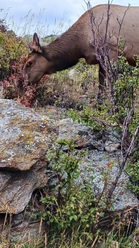 Cow elk, Rocky Mountain National Park
