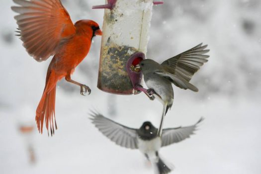 bird feeder everyone wants a turn