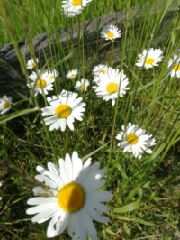Long-stemmed daisies