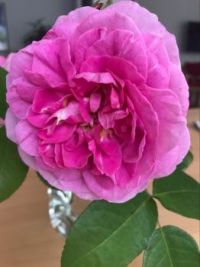 Filadelfia rose