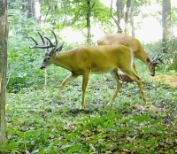 Two Bucks in the Woods