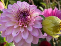 Dahlias