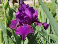 Blue or Purple Iris