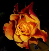 rose, the perfect flower