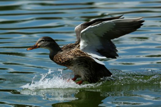 Duck splashdown