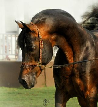 Abraxas MoonStruk - Arabian Stallion (small)