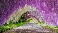 Japanese Wisteria