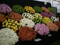 Bath Spring Flower Show