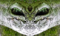 The Trees Have Eyes