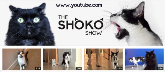 Does anyone else subscribe to the shoko show?