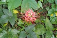 Spider Lily in Poison Ivy