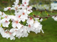Japanese Cherry Blossoms
