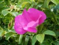 Roadside Rose