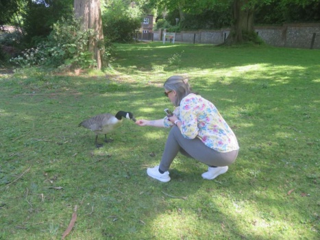 Feeding a goose