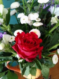 Red Rose