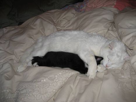 Papa Chouy Cat at 19 with Baby Max