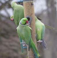 Male Rose Ringed Parakeet and 3 friends