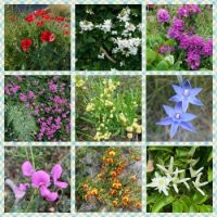 Wildflowers