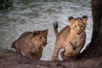 Two lion cubs practice their hunting skills