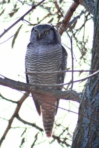 Northern Hawk Owl