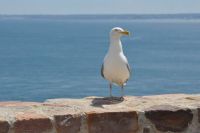 Seagull - Brittany,France