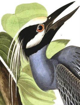 YELLOW CROWNED HERON