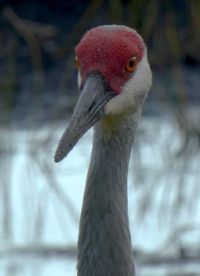 Sandhill Crane