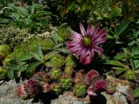 natural alpine garden!