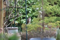 Sparrowhawk visited our garden today