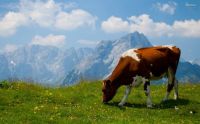 Cow In Alps