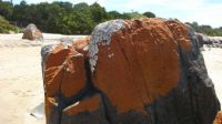 Lichen covered rocks Hawley Beach Tasmania