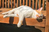 Arnie enjoying the sunshine - May 2018