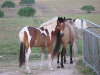 Morgan the Paint Rescue Horse Available for Adoption From Bluebonnet Equine Rescue