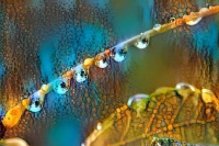 Droplets medium