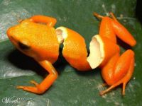 Orange Frog?